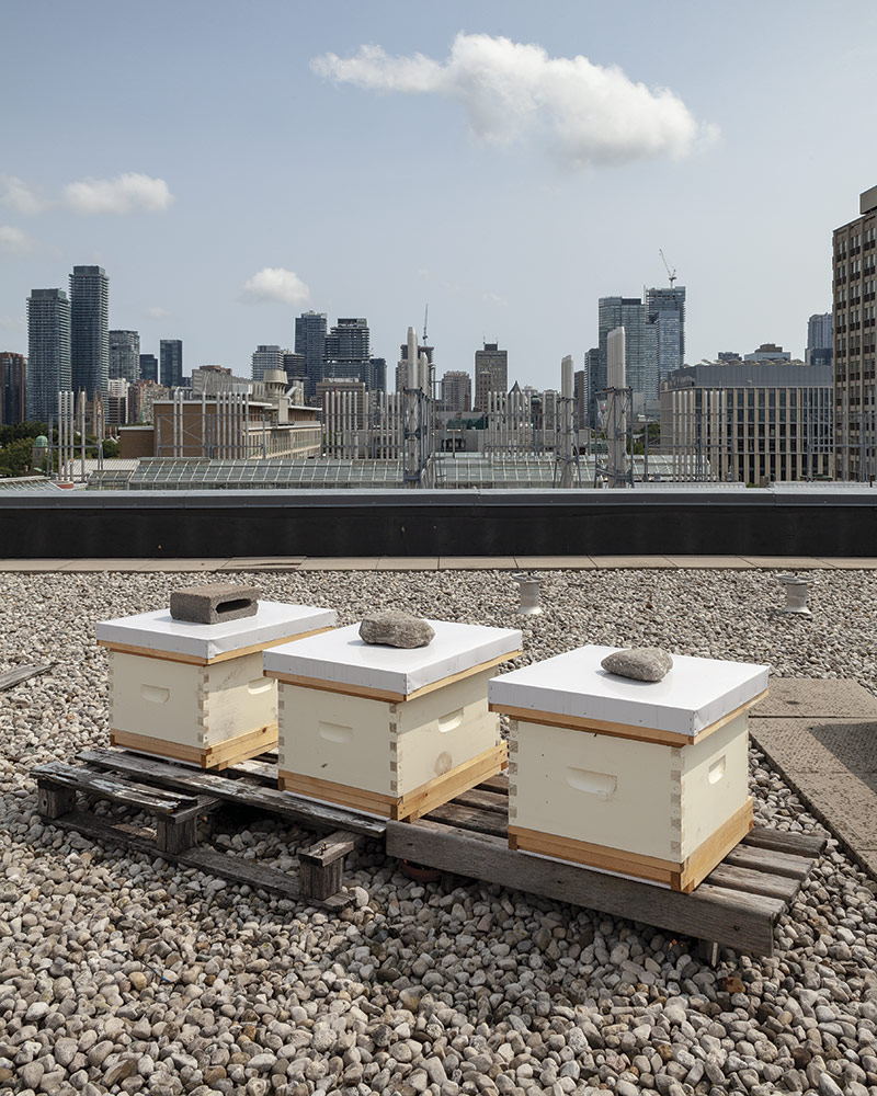 Three beehives on a roof with the Toronto skyline in the background.