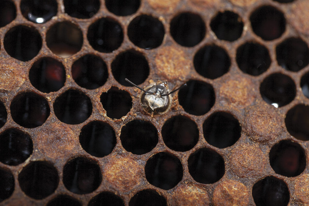 Close-up of bee hatching.